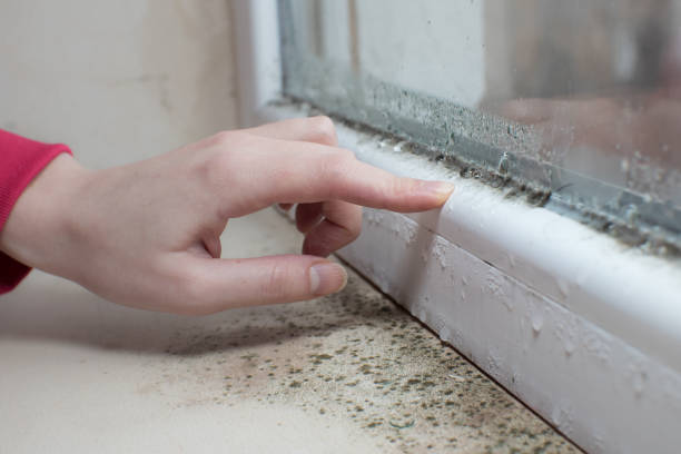 Best Attic Mold Removal  in Harrisburg, NC